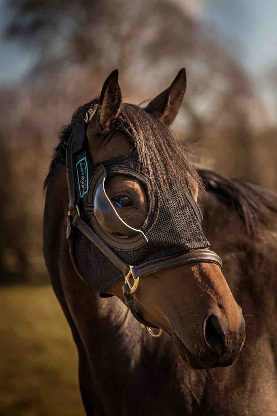 EQUILUME JAPAN