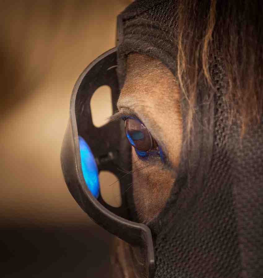 EQUILUME JAPAN