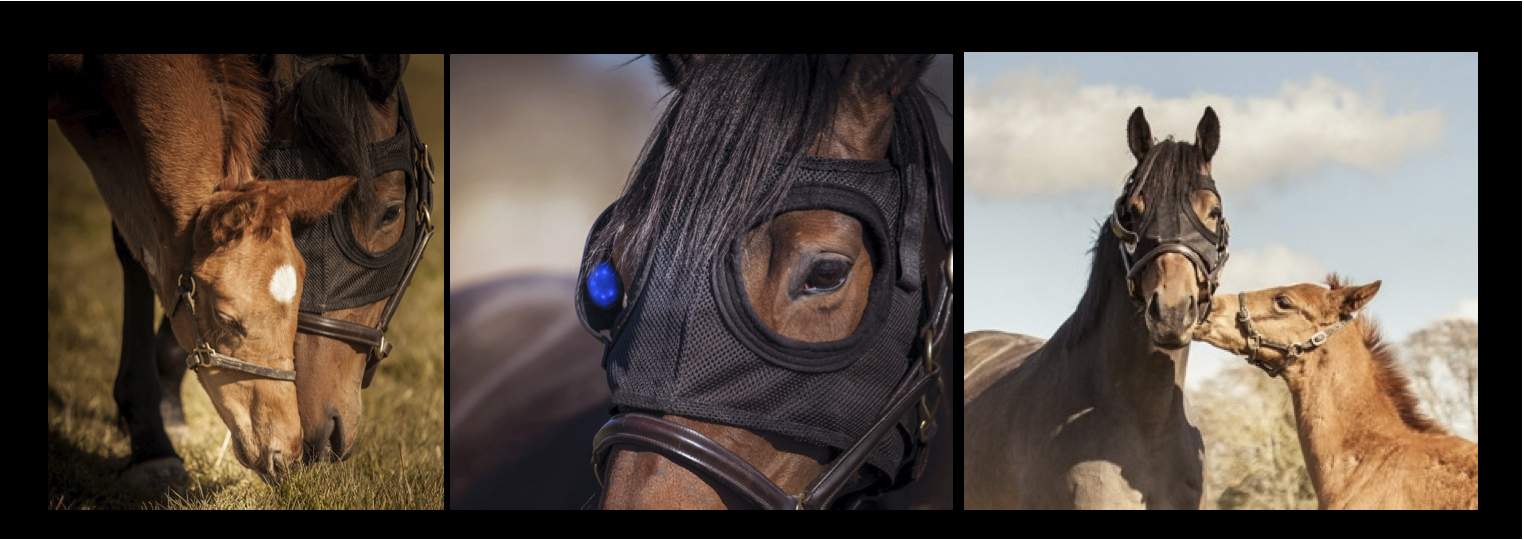 EQUILUME JAPAN