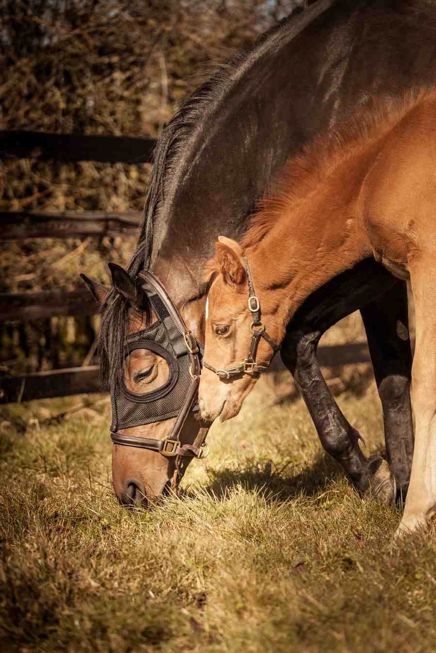 EQUILUME JAPAN